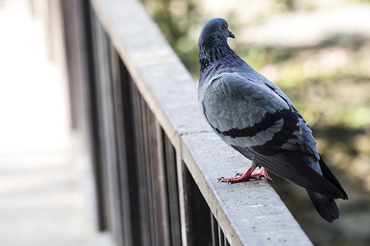 Come eliminare gli escrementi dei piccioni dai propri balconi -  Disinfestazioni Roma