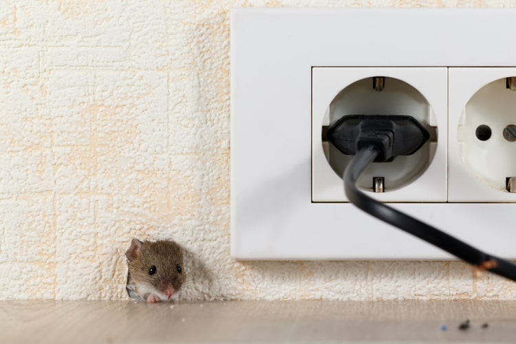Come eliminare i ratti in casa: metodi e consigli